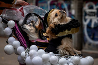 mikiodo261017_0236_LR