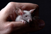 FACES: Animals