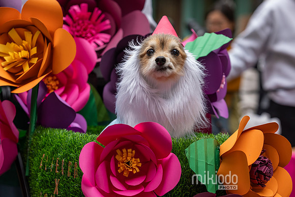 mikiodo261017_0221_LR