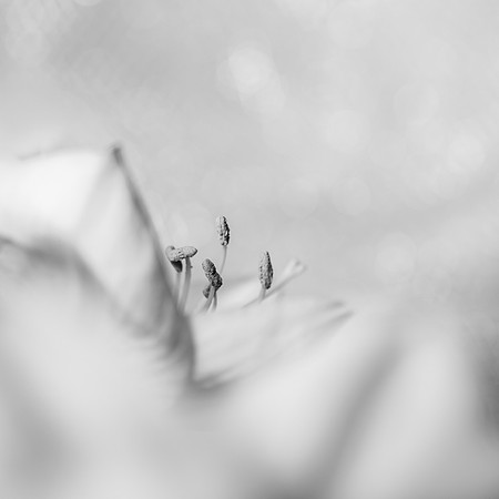 Flora: Waking Stamen
