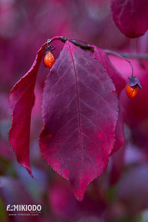 mikiodo151021_5188_LR