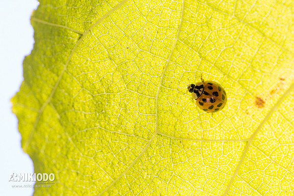 mikiodo151021_5005_LR