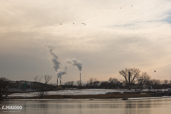 mikiodo160303_buffalo_5389_LR