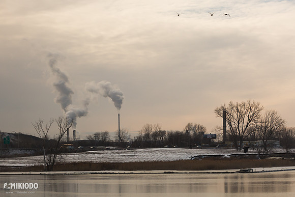 mikiodo160303_buffalo_5390_LR