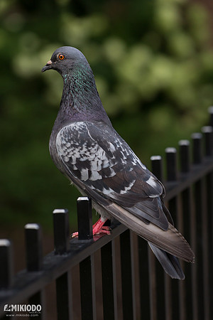mikiodo160811_pigeons_2875_LR