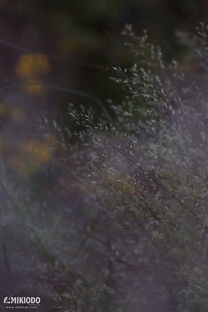 mikiodo161014_8110_LR