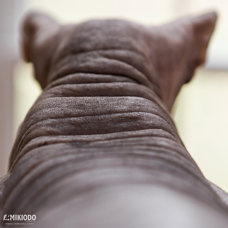 mikiodo161124_1635_LR