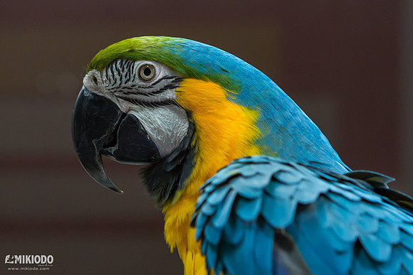 mikiodo160604_urbananimals_6608_LR