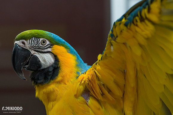 mikiodo160604_urbananimals_6609_LR