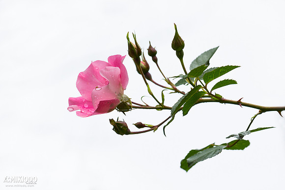 mikiodo170617_flowers_8754-E_LR
