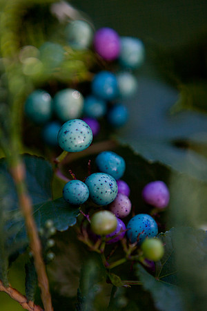 mikiodo130922_katonah_6922_LR