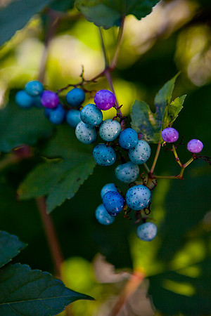 mikiodo130922_katonah_6941_LR