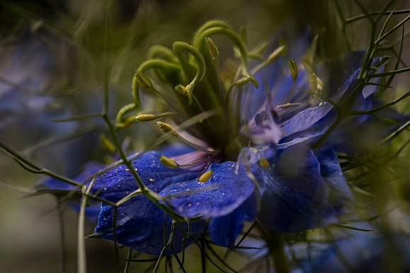 Flora: Passion 01