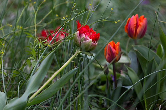 mikiodo200419_2356_LR