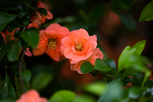mikiodo200420_2484_LR