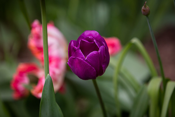 mikiodo200420_2485_LR