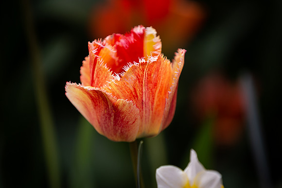 mikiodo200420_2493_LR
