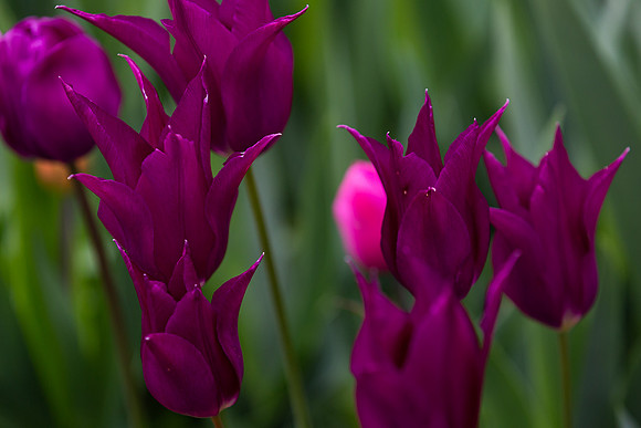 mikiodo200420_2501_LR
