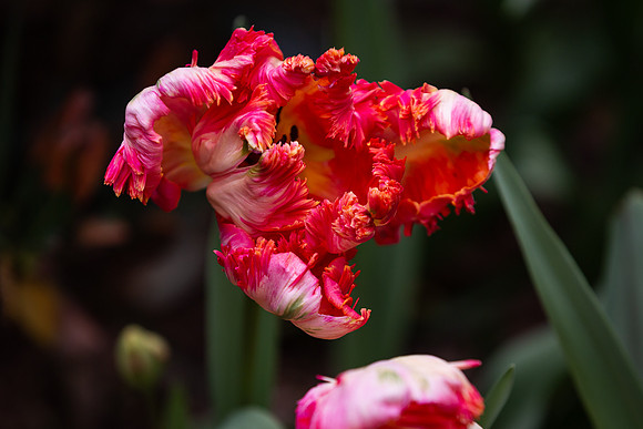 mikiodo200420_2516_LR