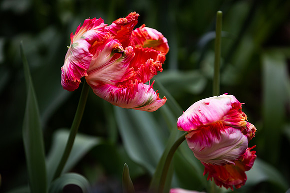 mikiodo200420_2517_LR