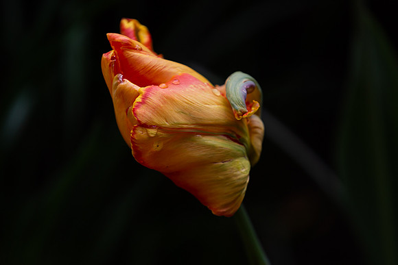 mikiodo200421_2621_LR