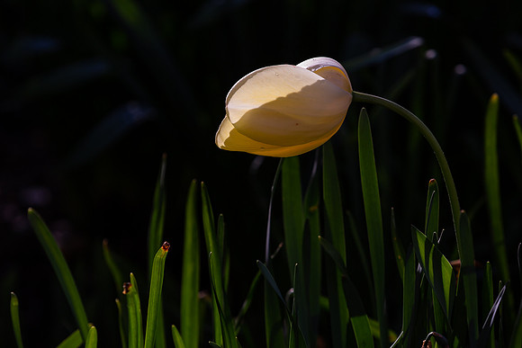 mikiodo200421_2674_LR