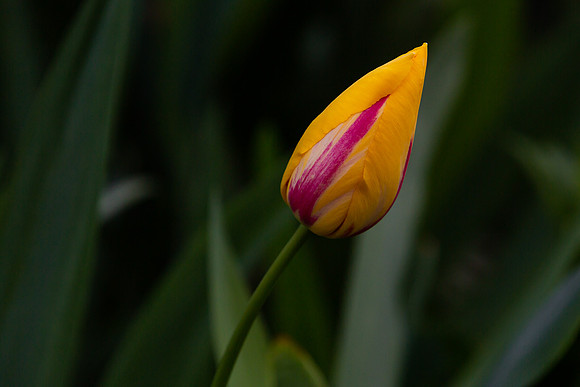 mikiodo200421_2728_LR