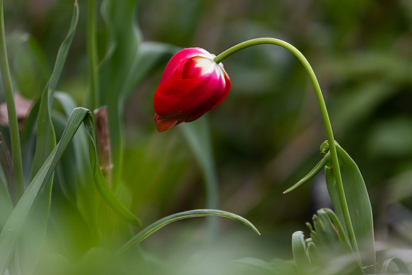 mikiodo200421_2736_LR