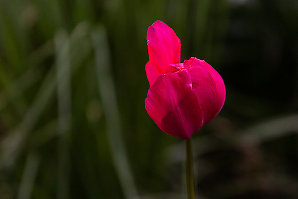mikiodo200421_2745_LR
