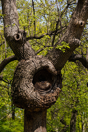 mikiodo200514_5264_LR