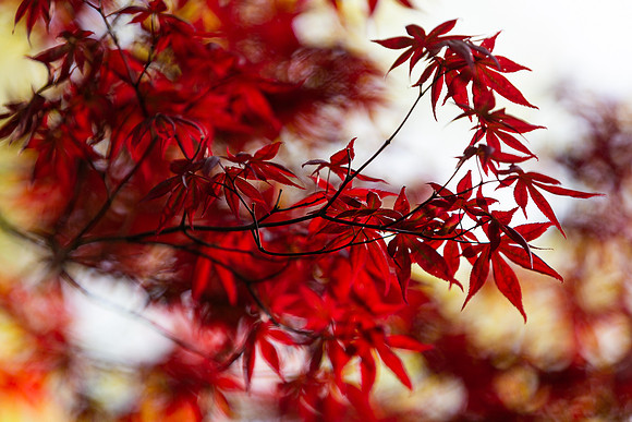 mikiodo200515_5503_LR