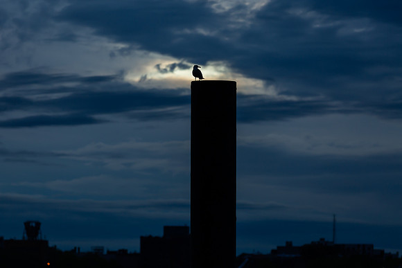 mikiodo200516_5660_LR
