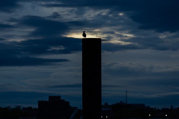 mikiodo200516_5685_LR