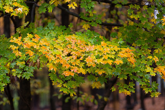 mikiodo201013_4769_LR