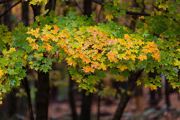 mikiodo201013_4770_LR
