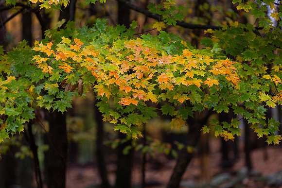 mikiodo201013_4771_LR