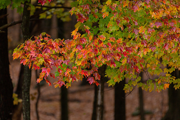 mikiodo201013_4772_LR