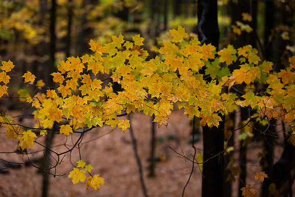 mikiodo201013_4774_LR