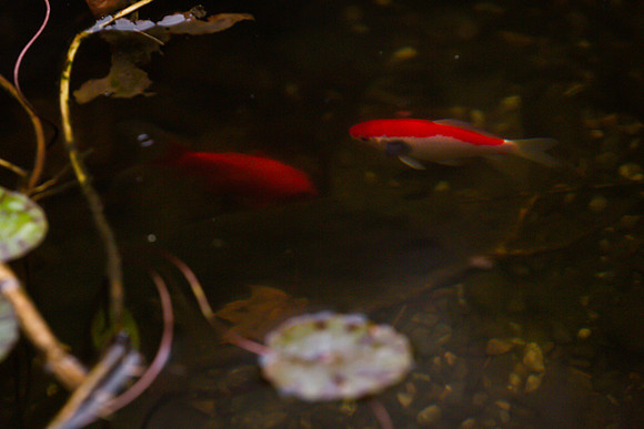 mikiodo201013_4795_LR