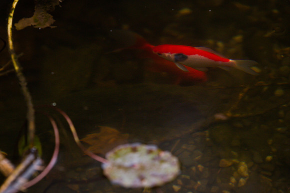 mikiodo201013_4796_LR