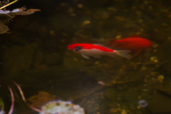 mikiodo201013_4797_LR