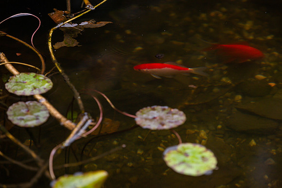 mikiodo201013_4798_LR