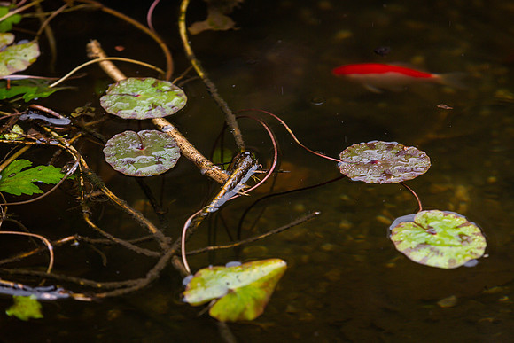 mikiodo201013_4799_LR