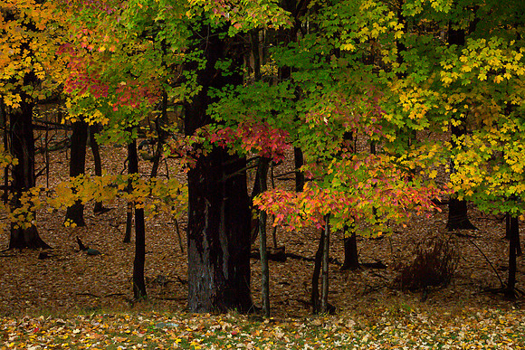 mikiodo201013_4801_LR