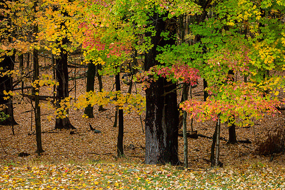 mikiodo201013_4802_LR