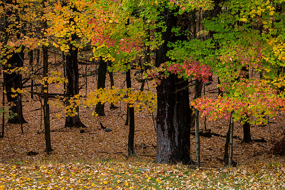 mikiodo201013_4803_LR