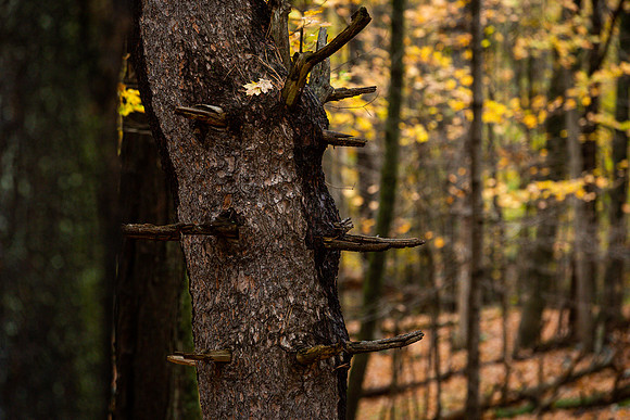 mikiodo201013_4804_LR