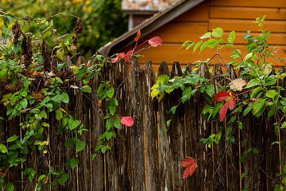 mikiodo201013_4809_LR