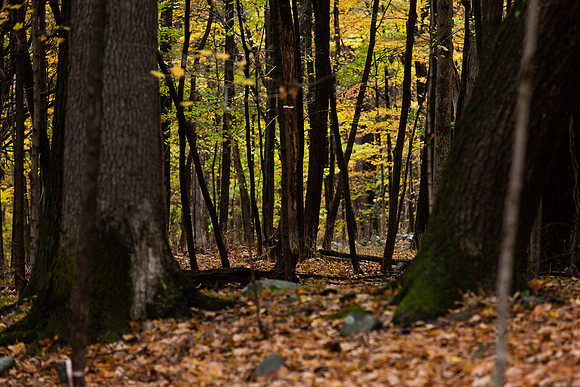 mikiodo201013_4814_LR