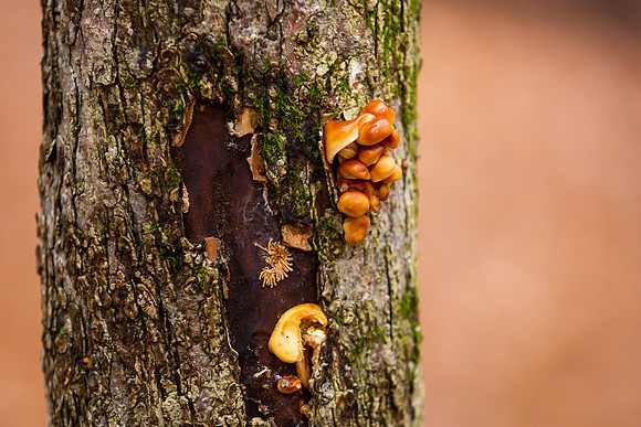 mikiodo201013_4817_LR